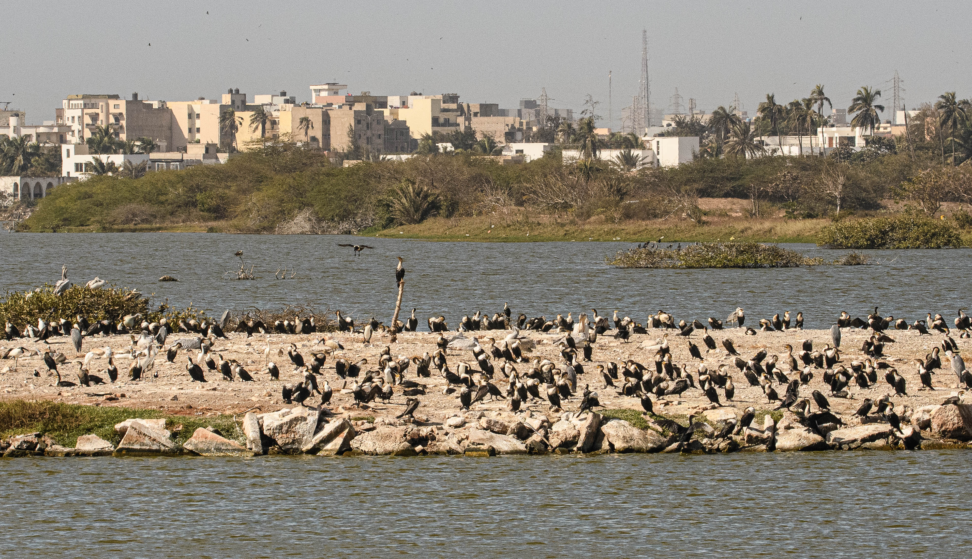 Cormorans à poitrine blanche (White-breasted Cormorants, Phalacocrorax lucidus) se réchauffant au soleil du matin sur un ilot rocheux émergeant de la grande Niaye de Pikine, Technopole de Dakar-Pikine, Sénégal.